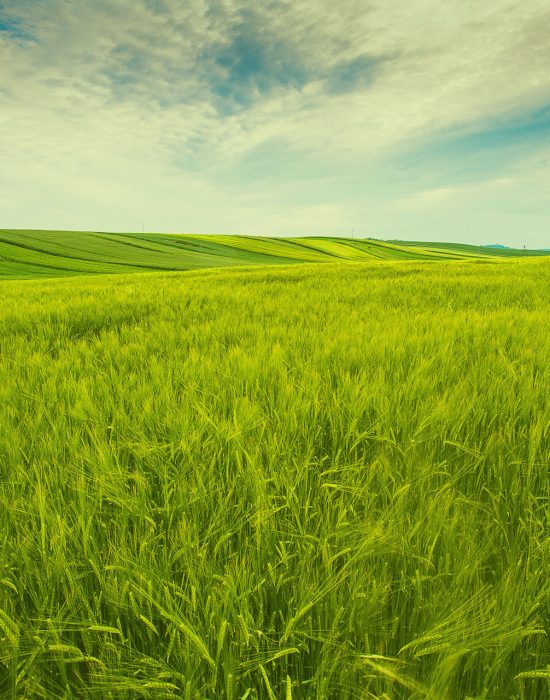 countryside-field-sunny countryside-field-sunny